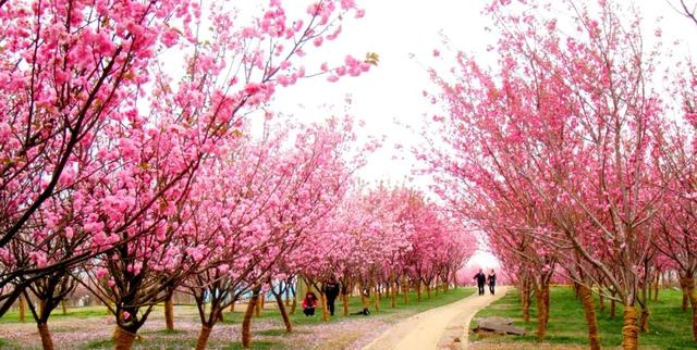 走！去赶场！解锁成都周边6大宝藏集市