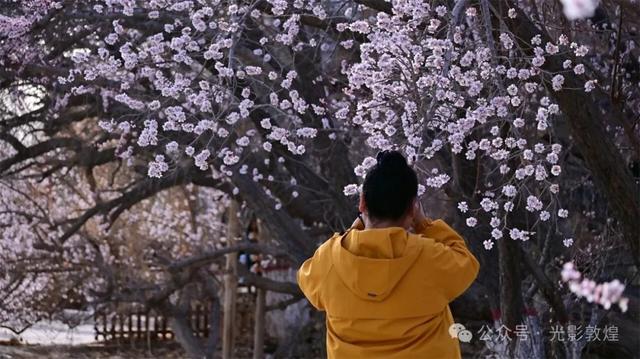 三月春风暖:敦煌鸣沙山下千亩杏花次第开放