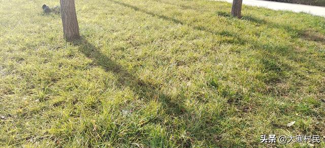 她姨的瓜子儿早饭