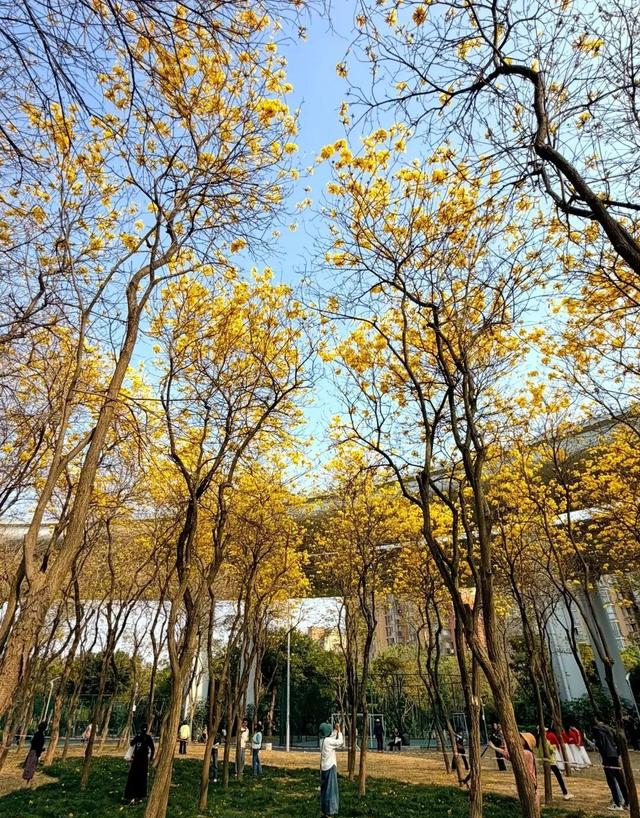 福州地铁五号线可达！满城鎏金花开，市区“金色花隧道”不要错过