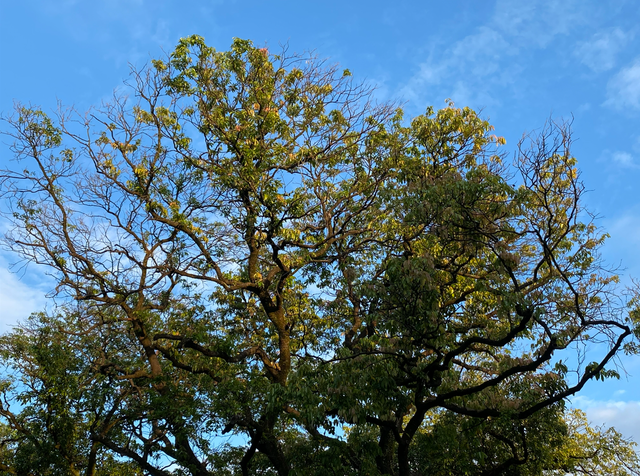 麒麟山真理公园1：这里的美景惊艳整个黄埔，你来过这里吗？