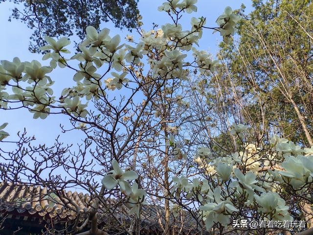 北京公园赏花记