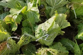 三种自制家用蔬菜杀虫剂，杀虫效果好，蚜虫菜青虫喷几次就清了图片