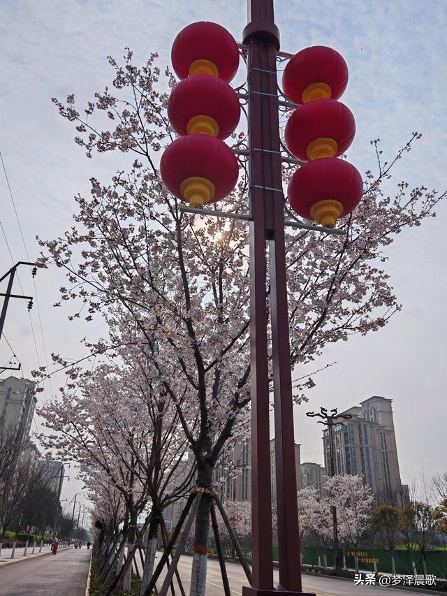 樱红柳绿龙岗路 云梦春日最动人