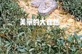 毛骨悚然！福建南平，一名男子在野外茶山，发现一条瘆人的大蛇。图片