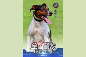 太仓犬出名了！成为中国十大警犬犬种之一图片