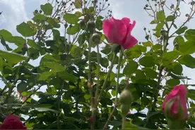 轻骨头图片