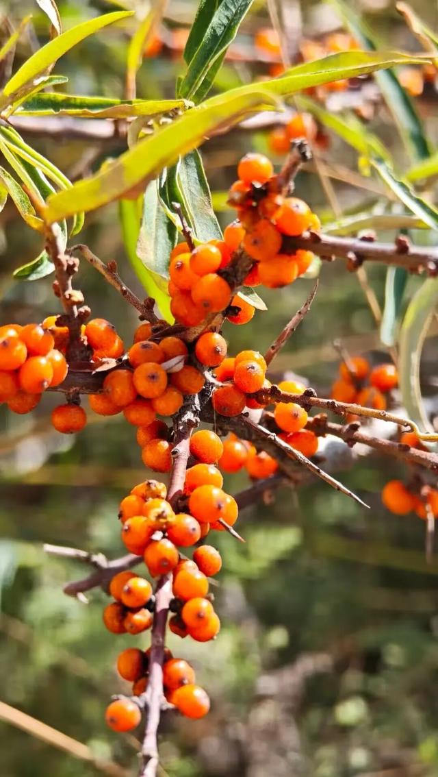 【白银文旅】冬已至秋渐远，再赏一波靖远的秋