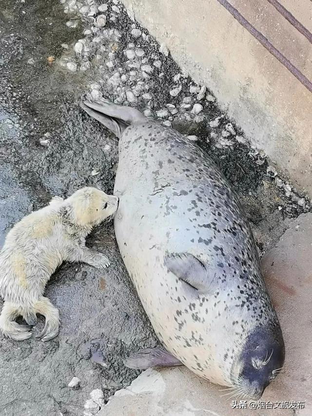 【乐游烟台】今天！可爱“豹”击来喽🦭