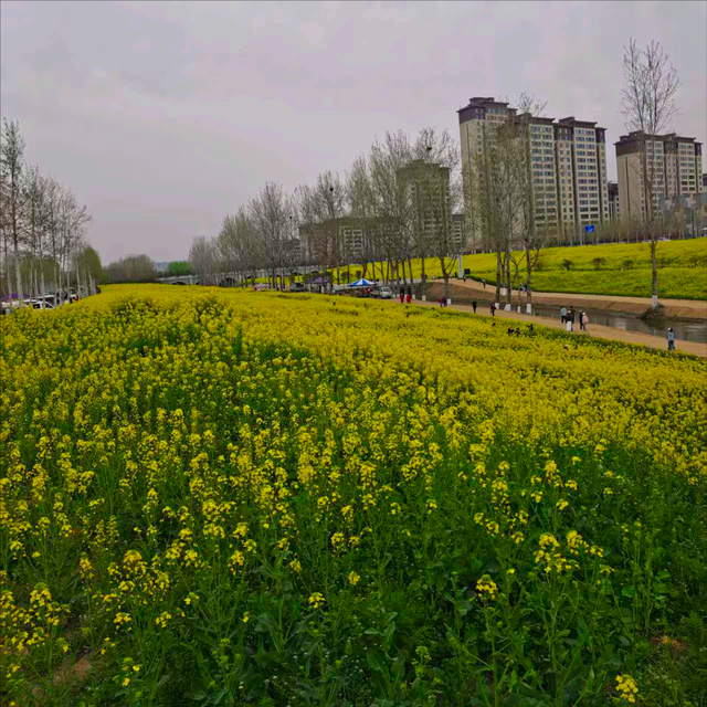 西安藏着神仙春日：坐地铁穿花海，随手释放浪漫，便捷观赏油菜花