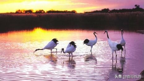 莫莫格国家级自然保护区：天地无垠处，万羽共徘徊