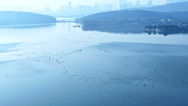 沙漠踏雪，只在武汉，最佳观赏期到了！