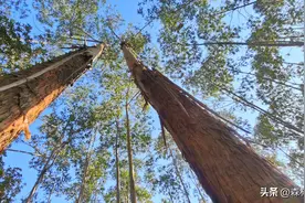 广西“禁桉”？背后的真相揭秘图片