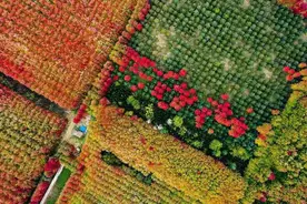 震撼！家门口的赏枫“天花板”！周末来沈阳最大的枫林打卡吧！图片