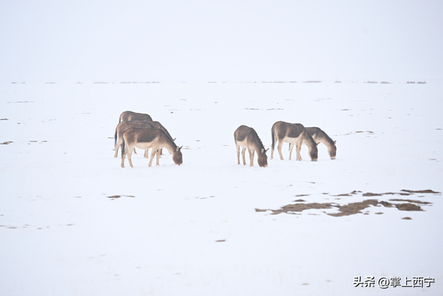 清清黄河丨风雪黄河源