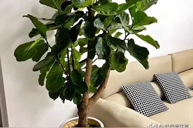 推荐10款“懒人植物”，轻松养成大树，非常适合放在客厅养图片