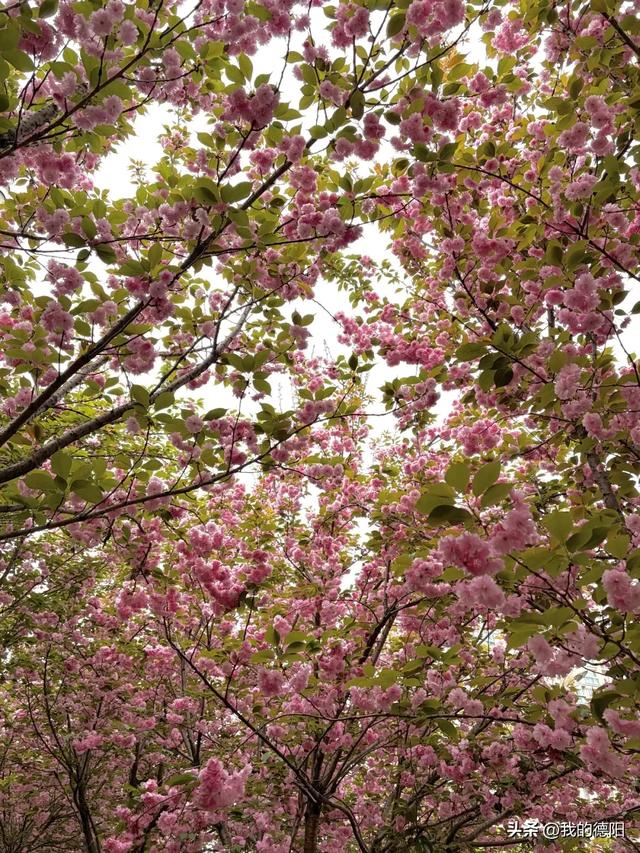 刷屏了!德阳这条“樱花大道”限时返场!路过的全都要刹一脚