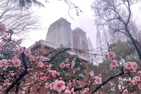 活力春景已就绪，来打卡上海高校！（附入校指引）图片