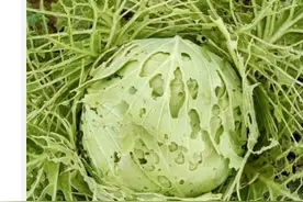 赶紧改！这样洗果蔬原来越洗越“脏”图片