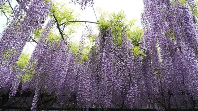 【禄劝文旅推介】转龙镇：平安福紫藤进入最美赏花期，紫色花瀑等你来打卡