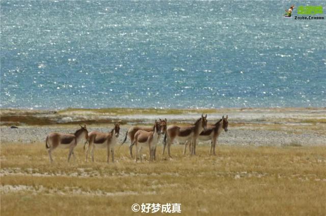 沙漠与湖泊相拥！西藏这片五彩沙丘美到犯规