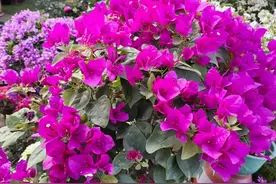 认识30种我国南方常见植物图片