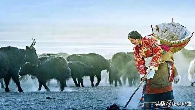 【五一特辑】五一假期尾声|赴玛曲草原之约 邂逅高原诗意与烟火