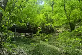 春游江淮请您来｜萧县皇藏峪：以森林康养为笔 绘就康养文旅新篇章图片