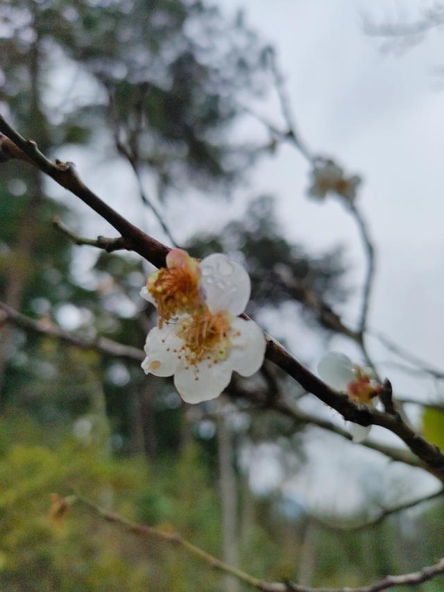 南宁石门公园梅花开成冬日限定的“雪”
