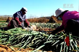 千城百县看中国｜河北灵寿：大葱喜丰收图片