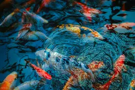 河北高考96个志愿怎么填2025最新操作指南+避坑攻略图片