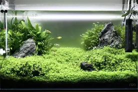 你的小鱼缸到底能养多少条鱼？水族小白入坑指南图片