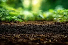 榨油后剩的渣渣，竟是上等好肥？用过之后土地狂冒油！图片