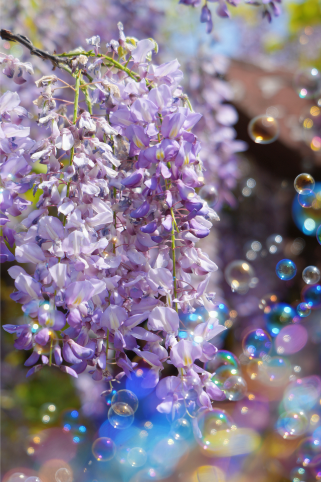 杭州春日“绝绝紫”瀑布已上线！