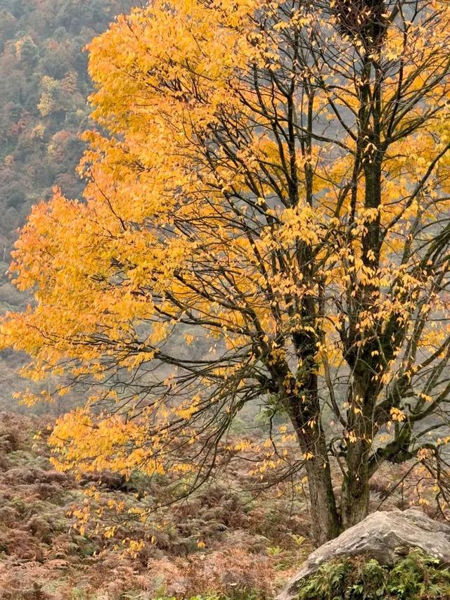 秋天还没过够？那就去乐山留住秋天！