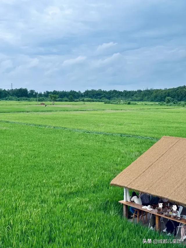 夏天一定要看一次稻田！这4处可看，还能喝下午茶逛博物馆