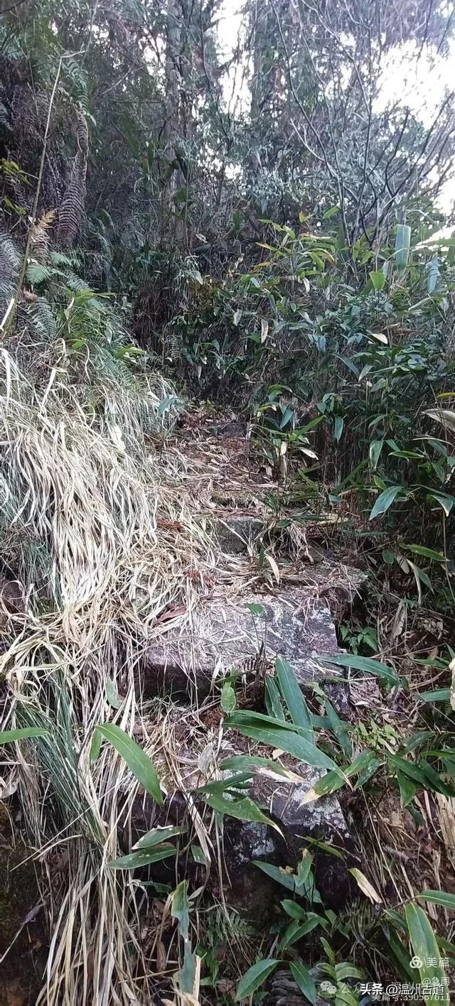 探秘楠溪江源头之三——初探这片鲜为人知的原始森林