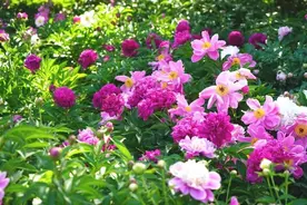 五一来陕西 | 假期遇上花期，邂逅双倍浪漫！图片