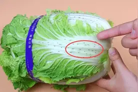 大白菜帮上长黑点，看着很吓人，到底还能不能吃？图片