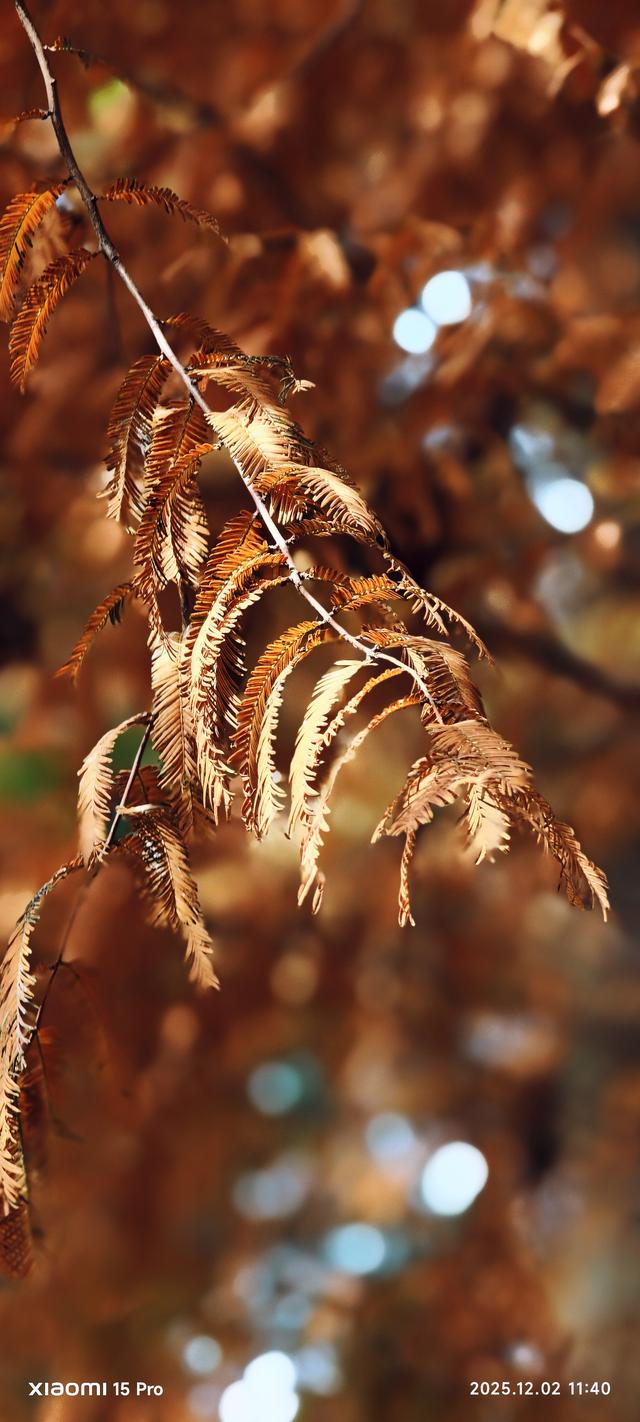 安靖蜀绣文化创意公园时下打卡好去处（手机拍一）