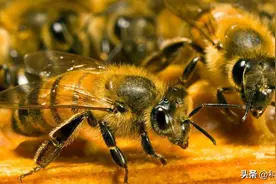 雄蜂没工作很轻松？与蜂王交配后，雄蜂活不过2小时图片
