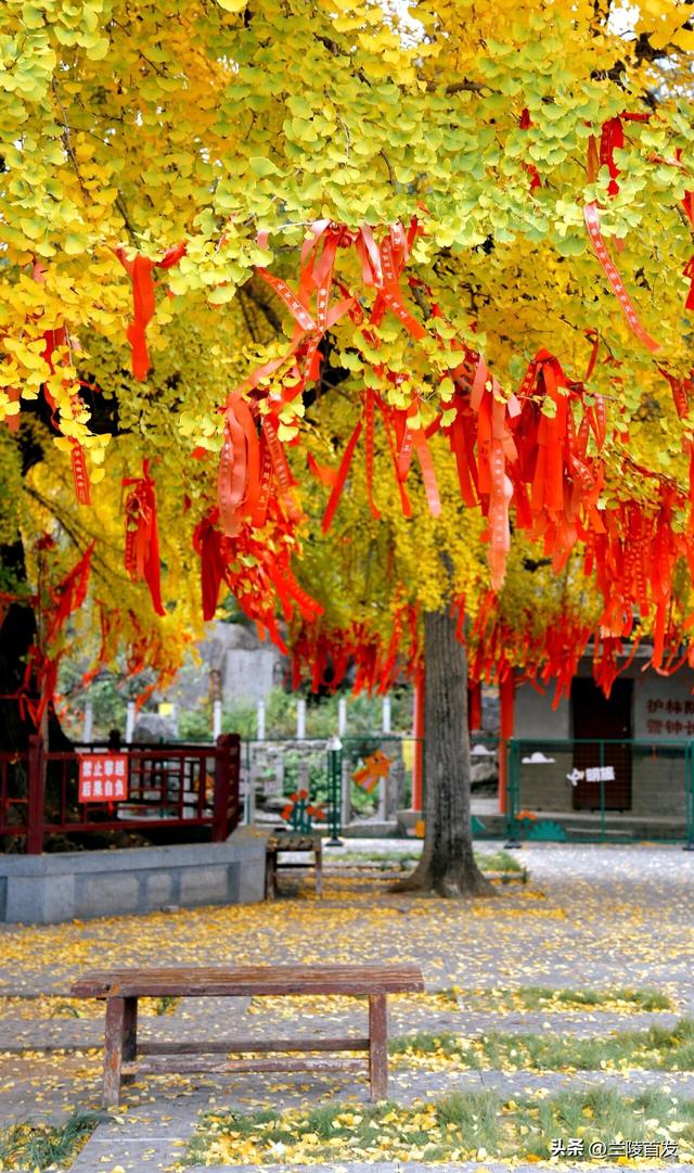 好客山东好品山东｜立冬至，最后一抹兰陵秋色打包送给你~