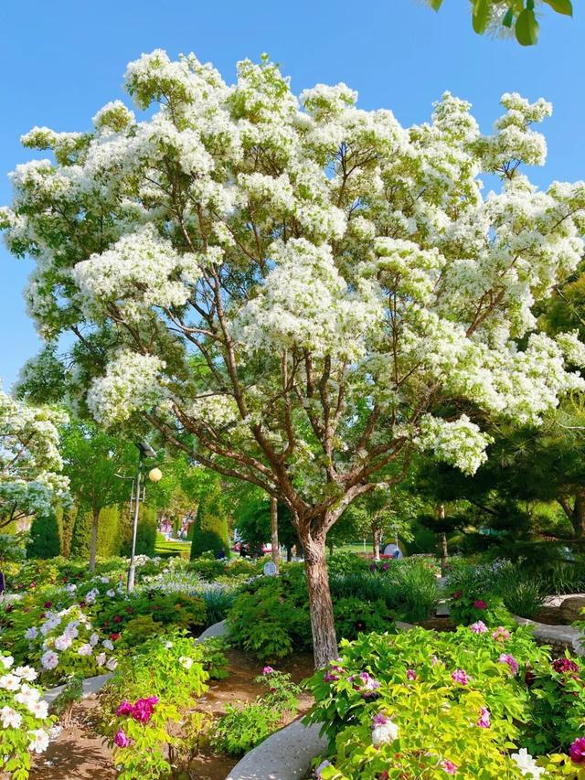 半日休闲游玩 | 牡丹+流苏+多巴胺花海，好拍到停不下来