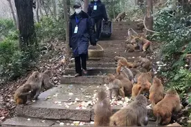 贵州猴娃的迷失：9岁与猴为伴，不懂人情世故，出狱再度归返猴群图片