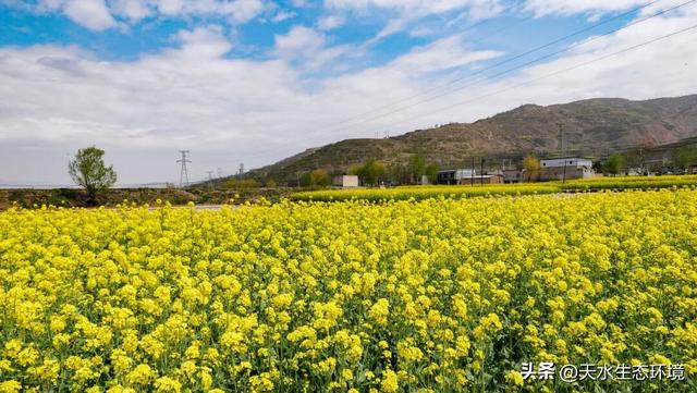 大美天水 | 花海上新！来天水，看“油”画里的春天~