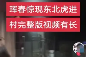 一地东北虎频繁出现？多名网友拍到现场画面......当地回应图片