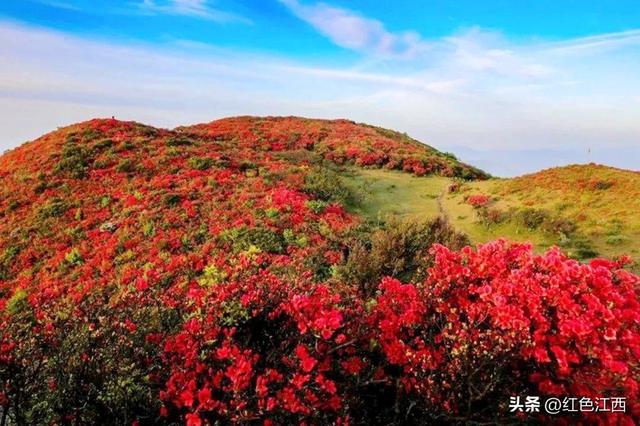 云上八卦脑 鹃红醉石城