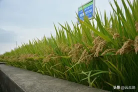 南粳9108优缺点：优质软米食味好，产量高，感穗颈瘟、防倒伏图片