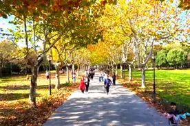 限定美景上线！宋夹城开启“落叶不扫”模式图片