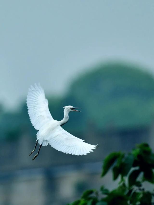 藏不住了！萧山的春天，美到犯规！